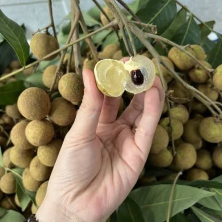 Nhãn lồng