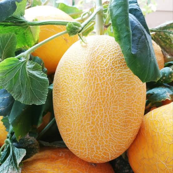 Dưa lưới