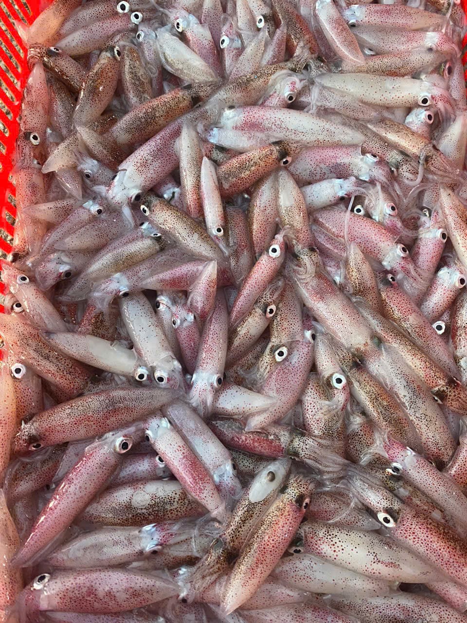 Mực ống 