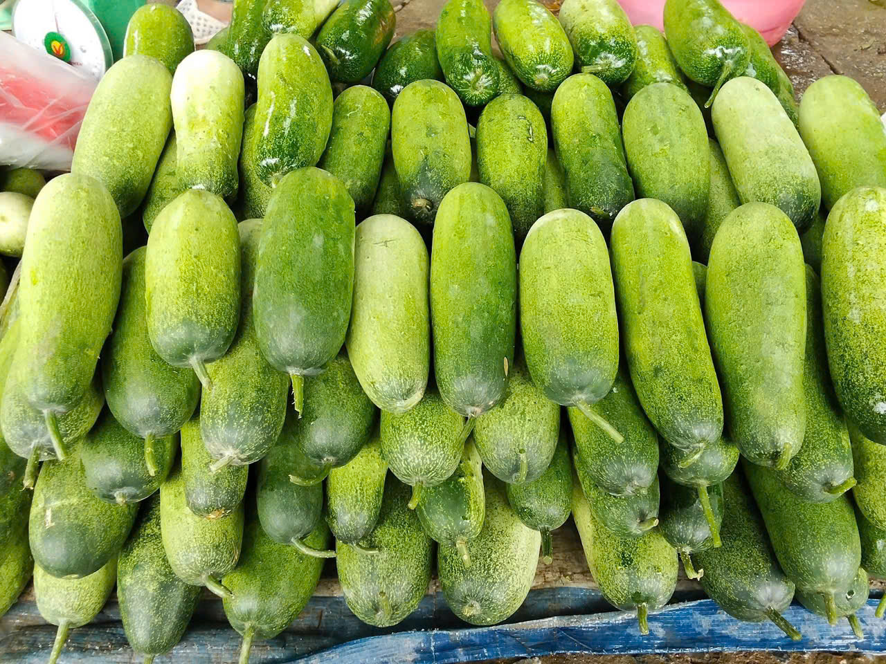 Dưa mèo