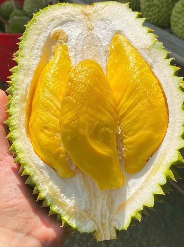 Musangking